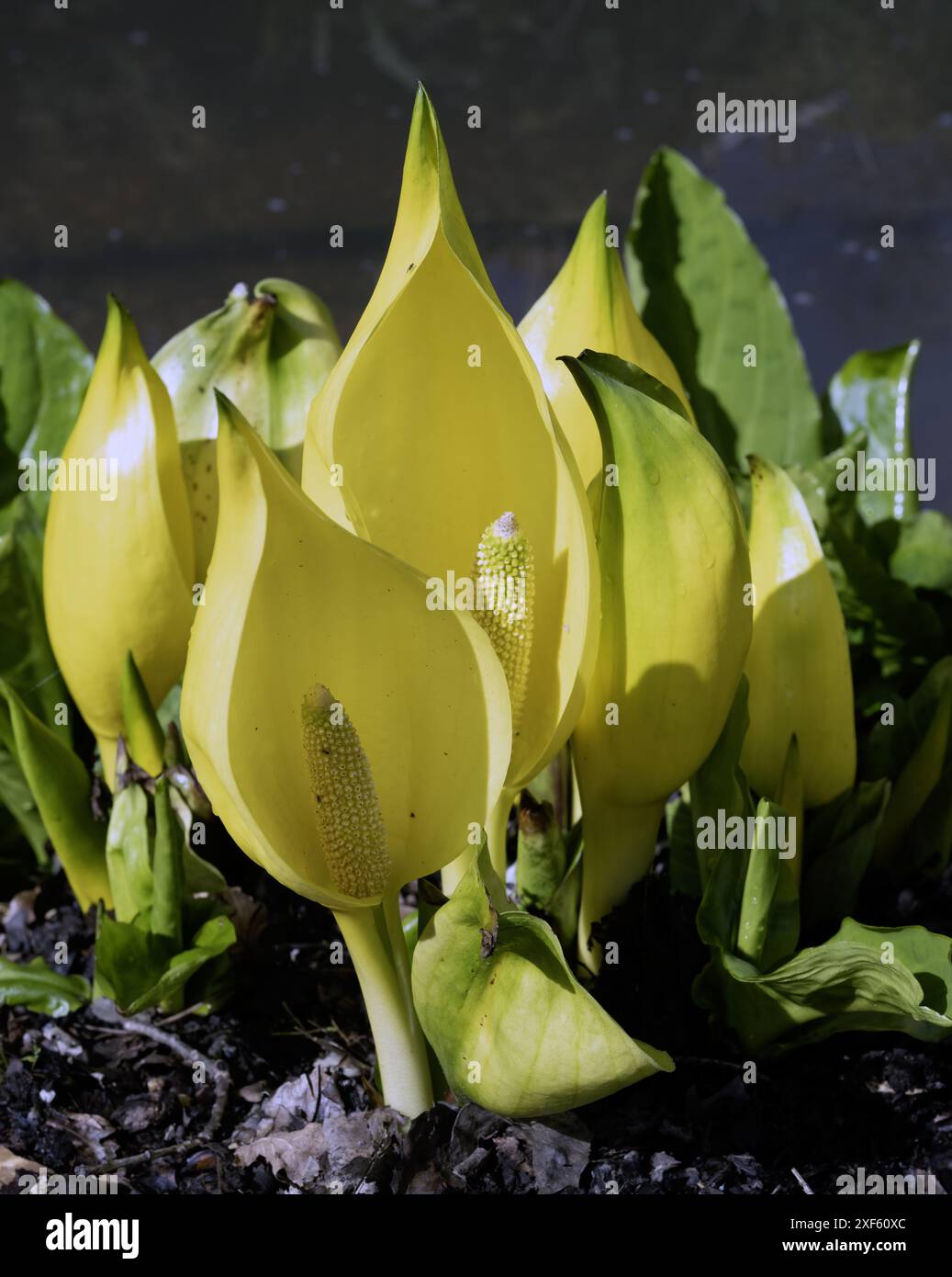 WESTERN Skunk Cabbage - Lysichiton americanus Foto Stock