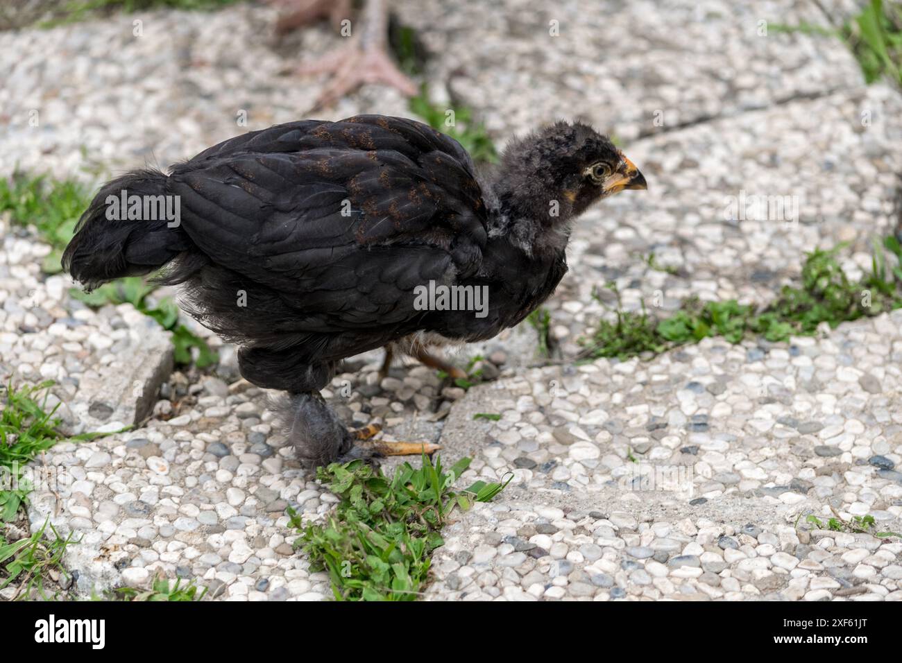 Piccolo pollo nero su erba verde all'aperto. Carino animale appena nato. Ambiente naturale. Foto Stock