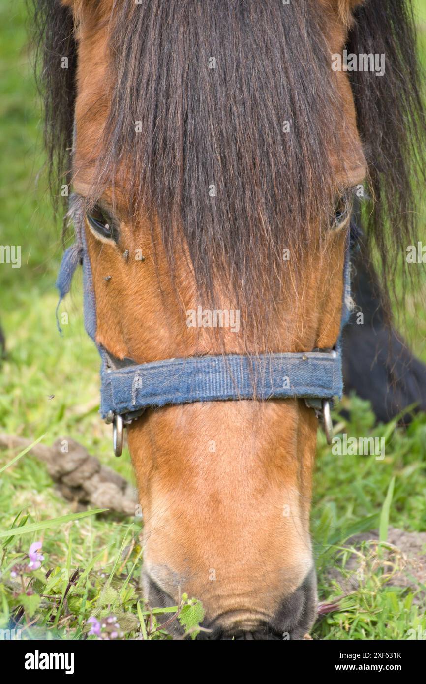 Piccolo cavallo nel piccolo zoo lettone. Il sorriso del cavallo. Cavallo che mostra denti, cavallo sorridente, cavalli divertenti, simpatico volto di animale. ridi animale Foto Stock