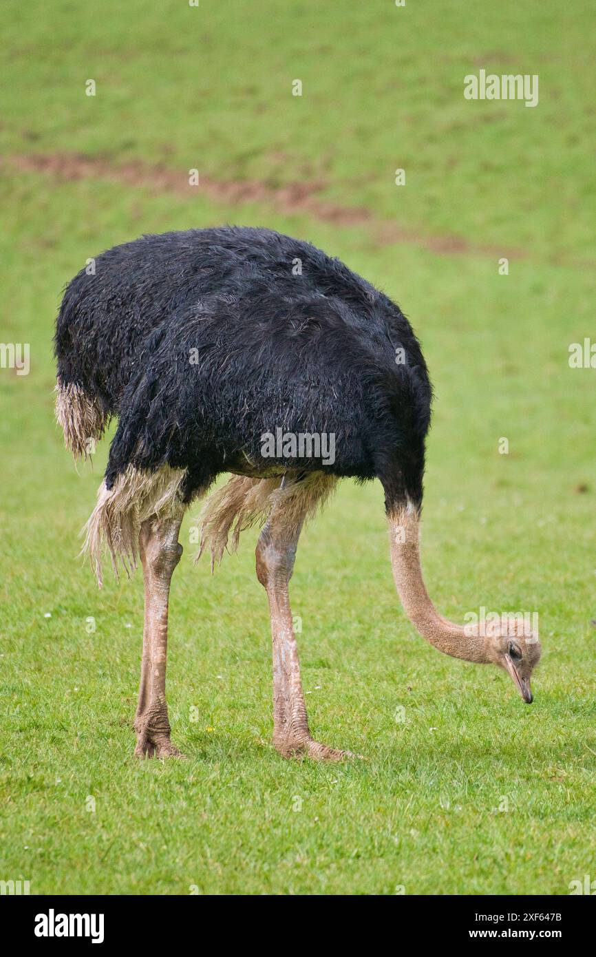 Ostrich comune - Struthio camelus è una specie di uccello senza luce originaria di grandi aree dell'Africa , il più grande uccello vivente, lunghe e forti gambe rosse, lon Foto Stock