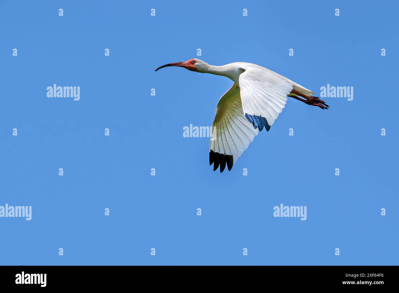 Ibis bianco americano (Eudocimus albus / Scolopax alba) - adulti in volo contro il cielo blu, originario degli Stati Uniti meridionali e della costa caraibica dell'America centrale Foto Stock