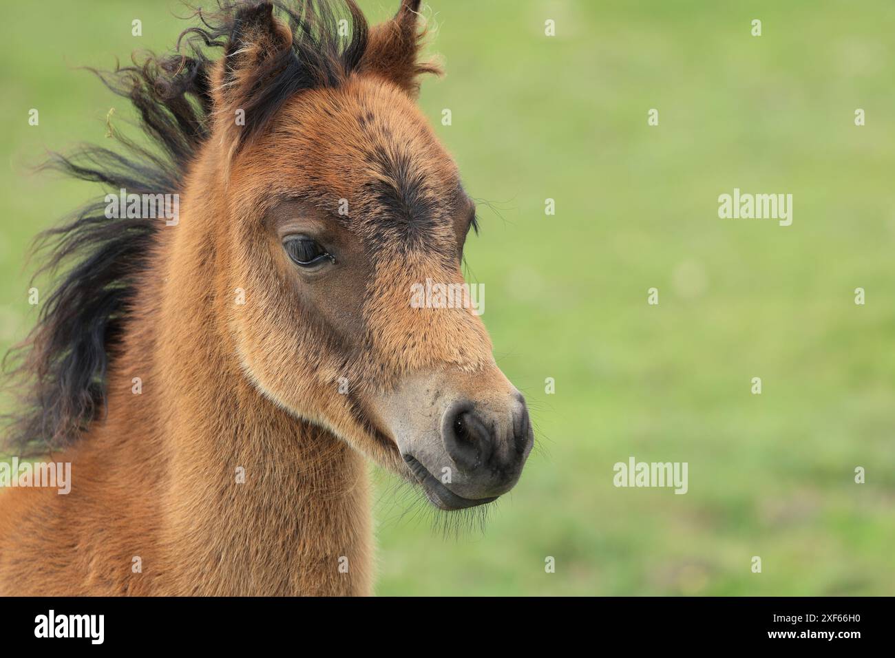 Dartmoor pony foal, vicino a Haytor, Devon, Inghilterra, Regno Unito Foto Stock