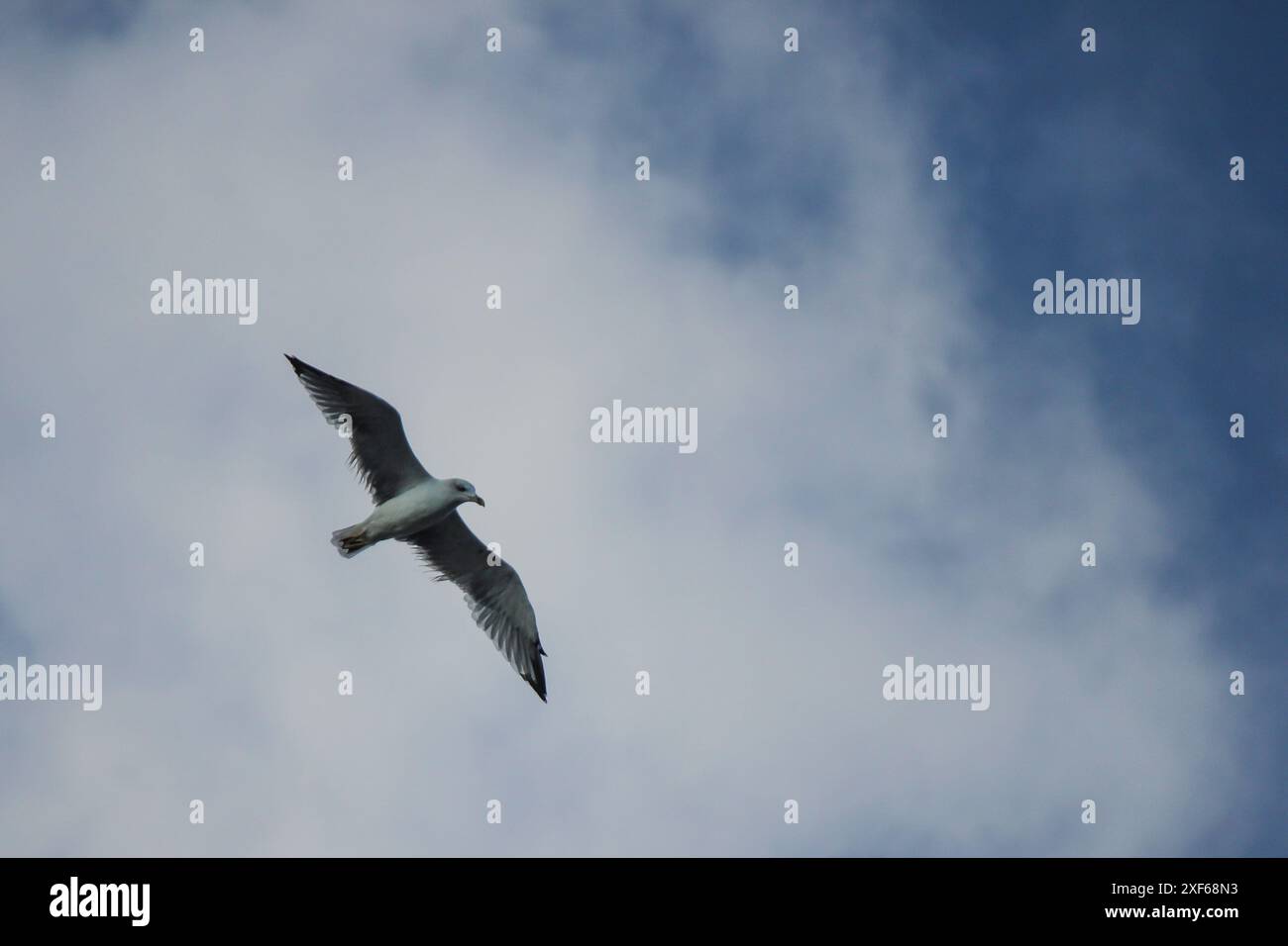 Seagull in volo Foto Stock