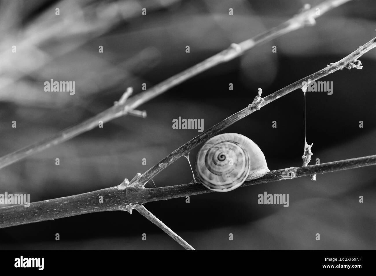 lumaca su un ramo in bianco e nero Foto Stock