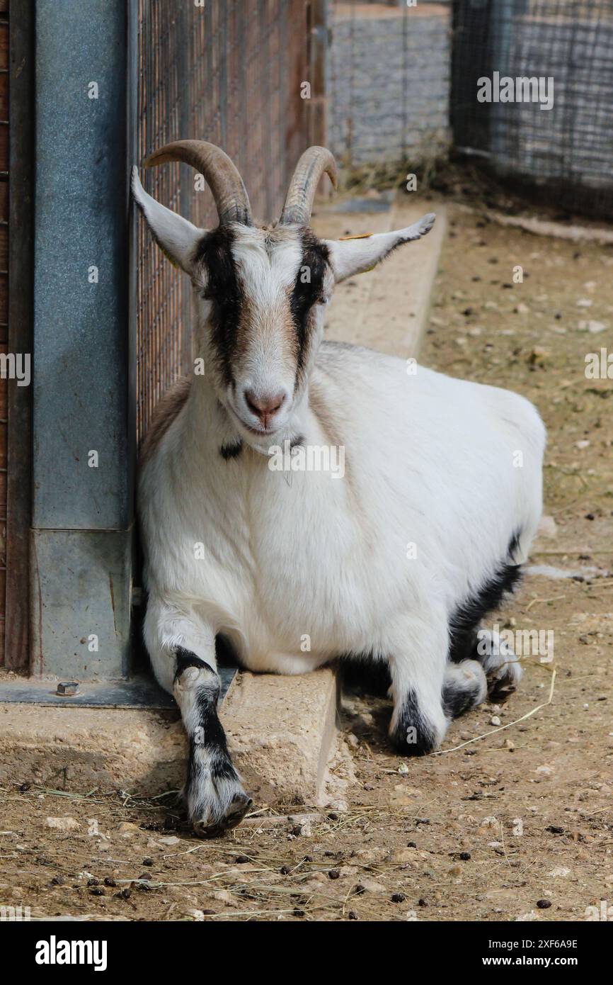una capra nella fattoria Foto Stock