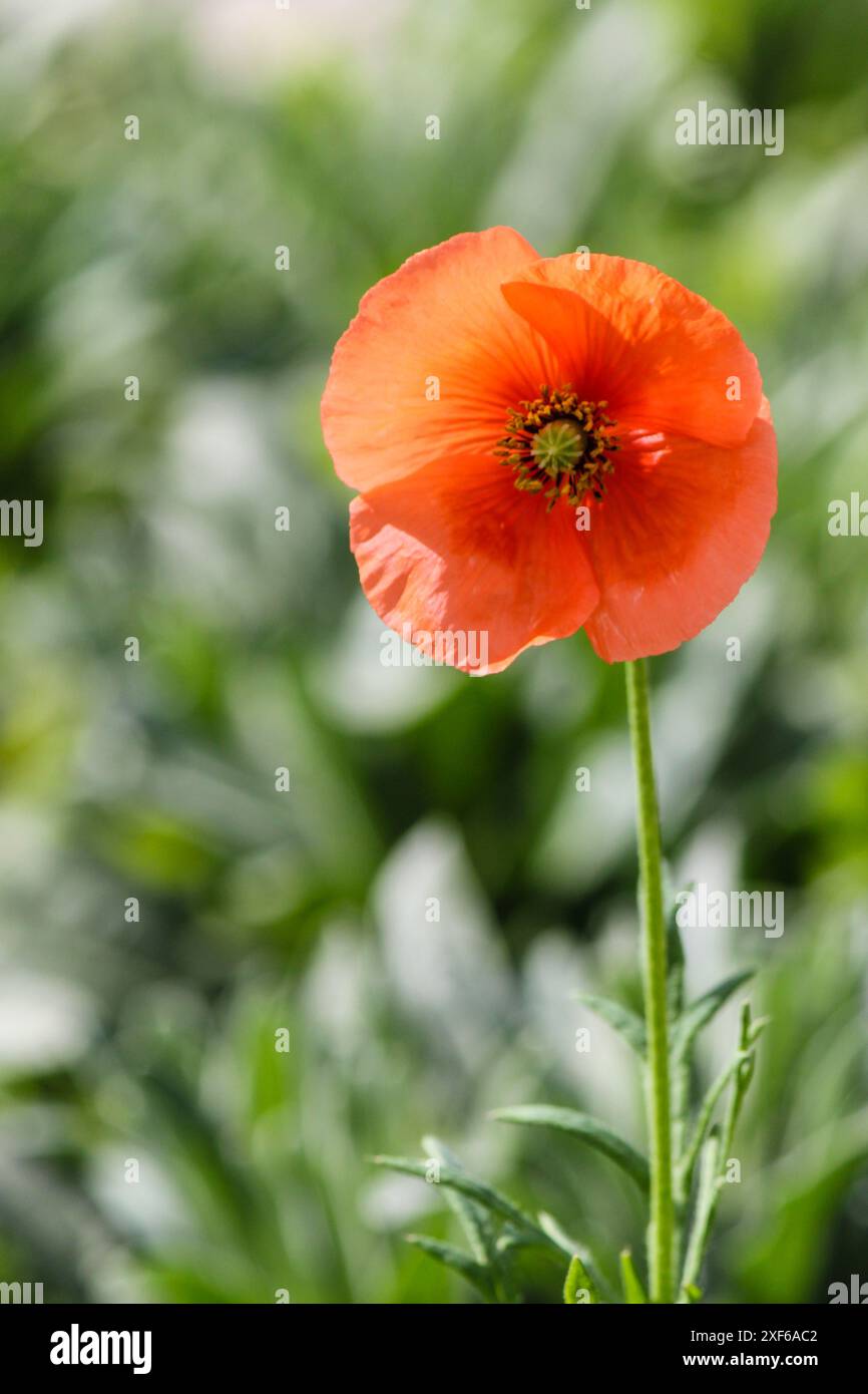 fiore rosso papavero nel campo Foto Stock