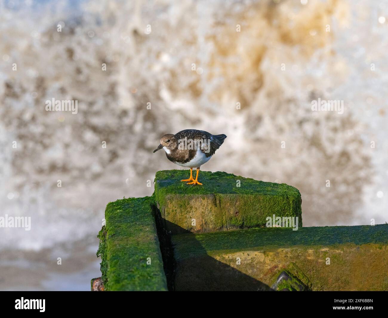 Turnstones Arenaria interpres poggiante sulla struttura di frangionde con alta marea Norfolk; Foto Stock