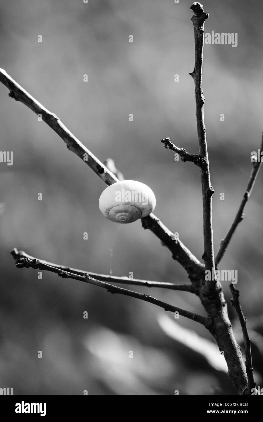 lumaca su un ramo in bianco e nero Foto Stock