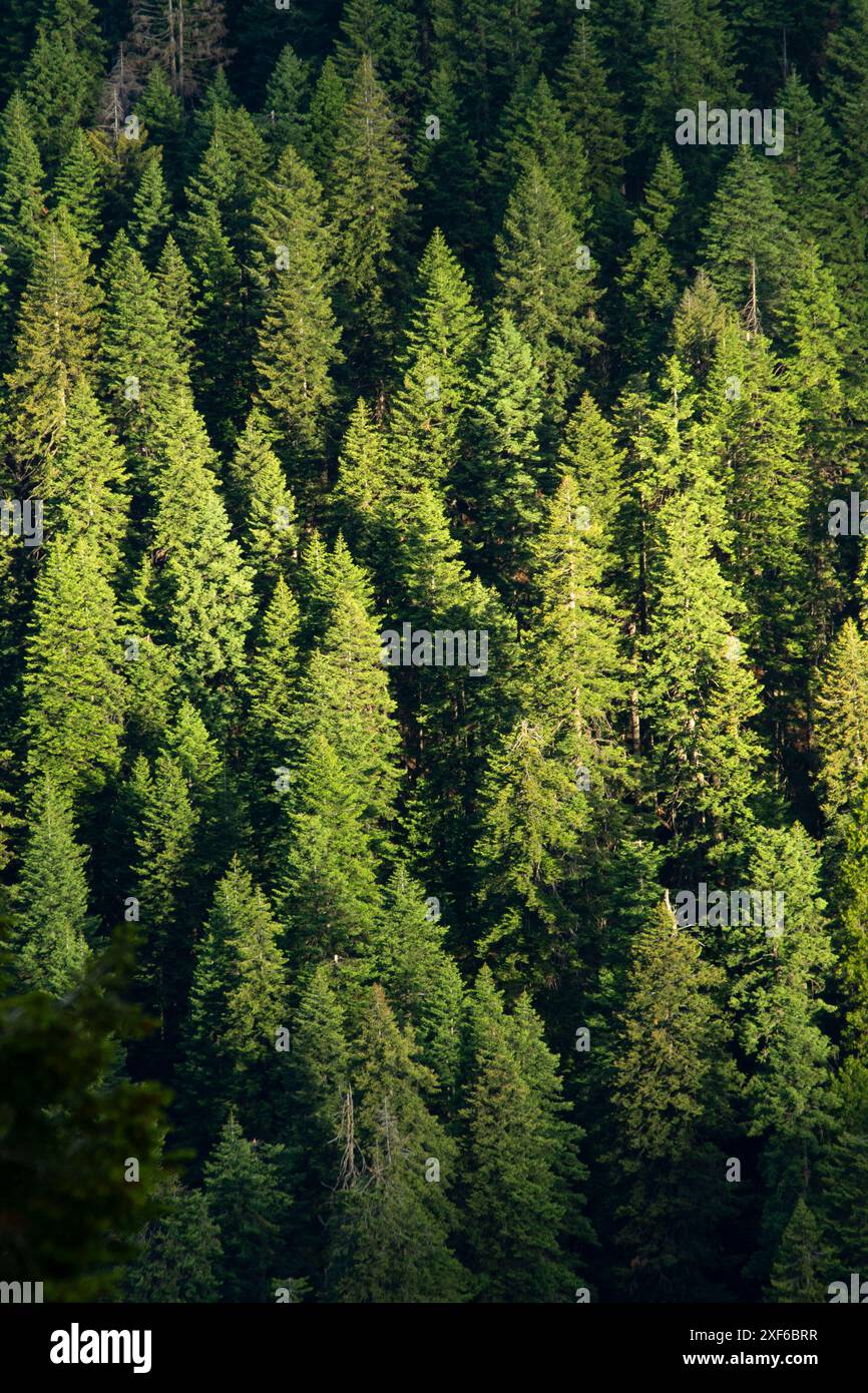 Foresta dal Pacific Crest National Scenic Trail, Klamath National Forest, California Foto Stock