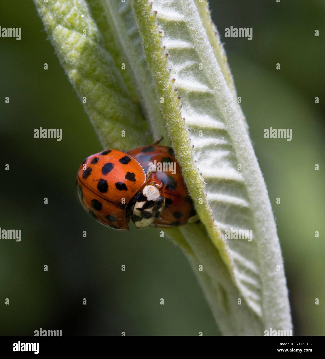 Harlequin ladybirds Harmonia axyridis accoppiamento Foto Stock