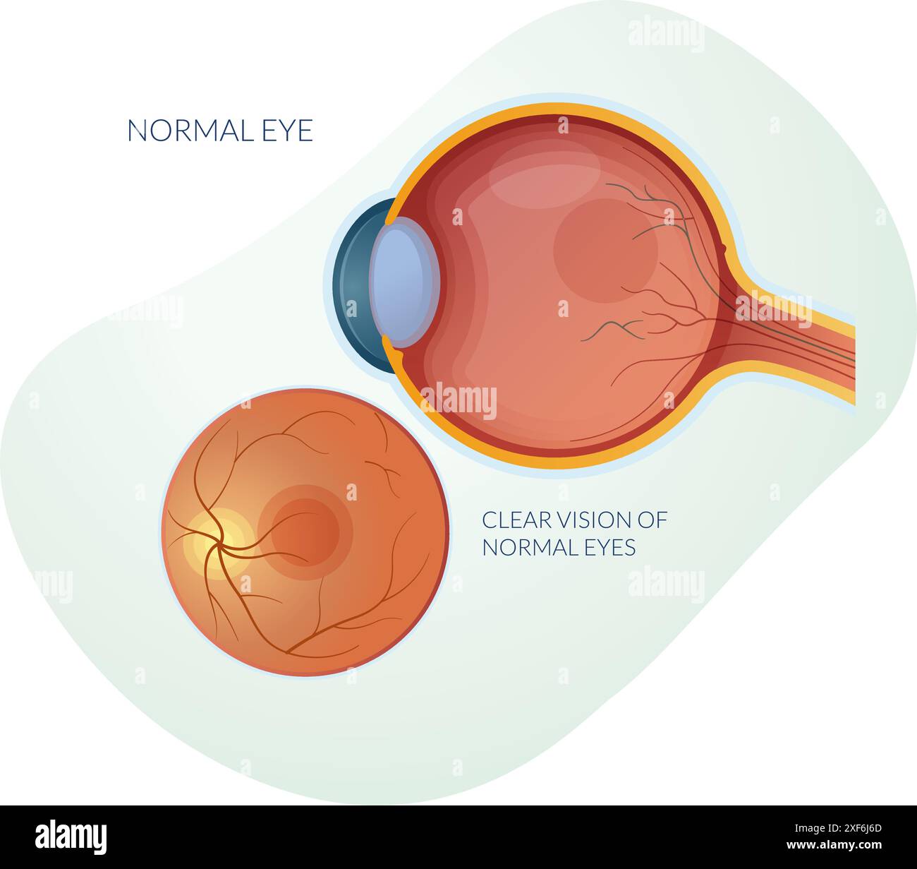 Occhio normale senza degenerazione maculare asciutta o bagnata - illustrazione di scorta come file EPS 10 Illustrazione Vettoriale