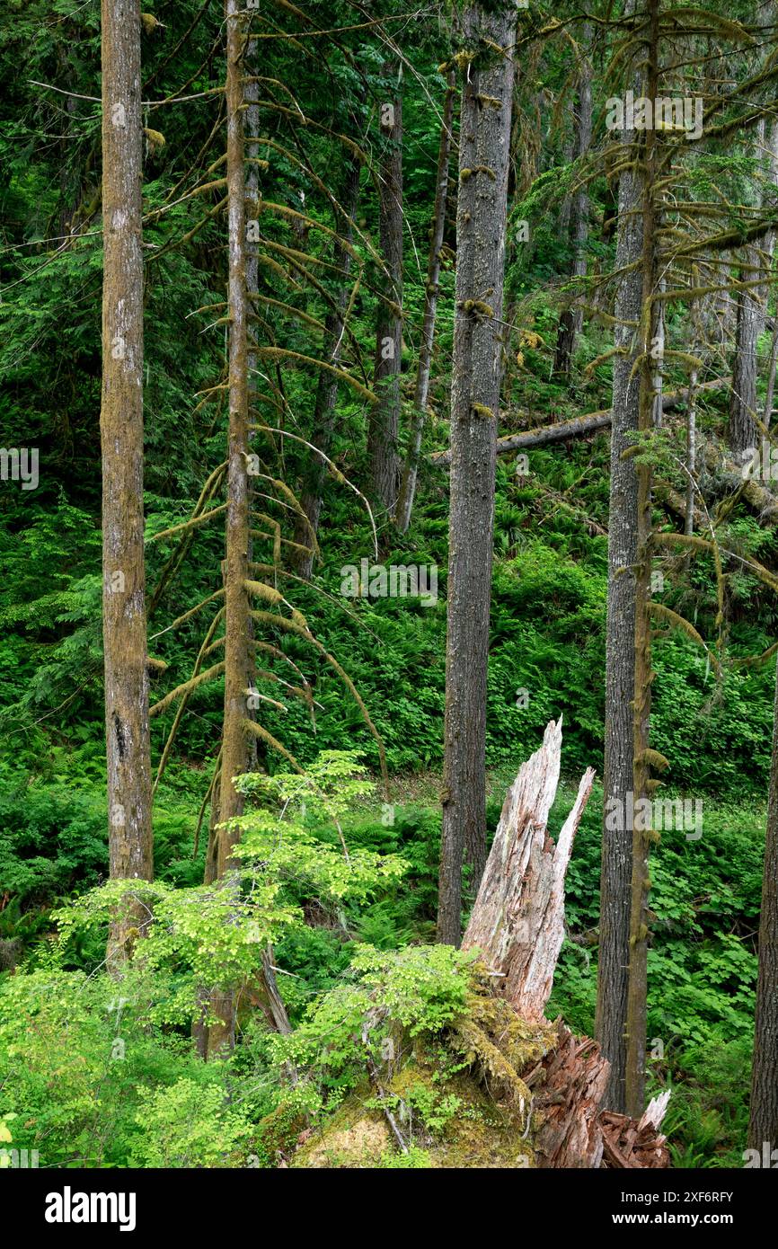 WA24961-00...... WASHINGTON - foresta mista lungo il Baker Lake Trail, Mount Baker Snoqualmie National Forest. . Foto Stock