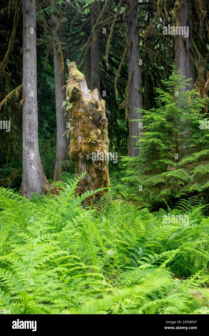 WA24963-00...... WASHINGTON - foresta mista lungo il Baker Lake Trail, Mount Baker Snoqualmie National Forest. . Foto Stock