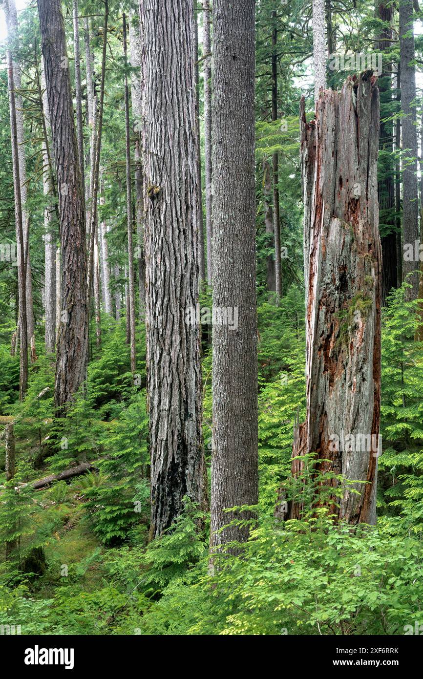 WA24964-00...... WASHINGTON - foresta mista lungo il Baker Lake Trail, Mount Baker Snoqualmie National Forest. . Foto Stock