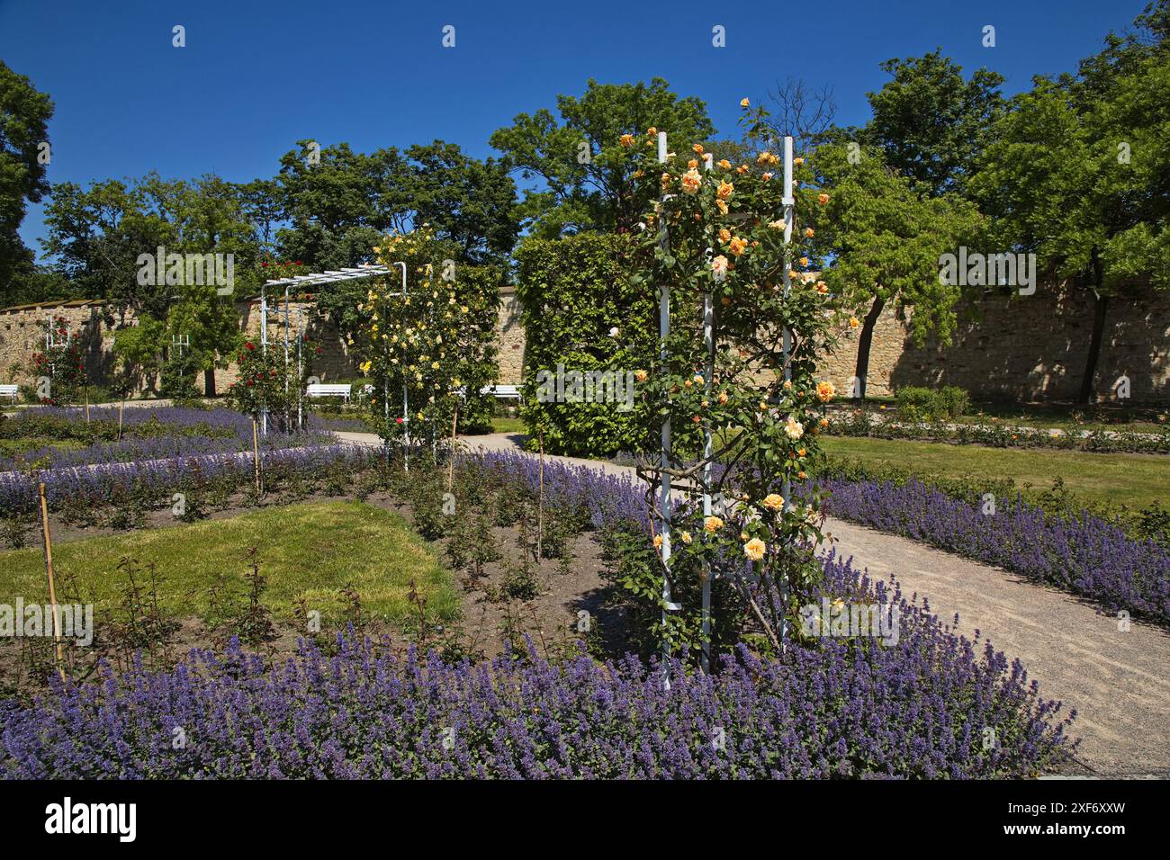 Giardino di rose sulla collina Petrin a Praga, Repubblica Ceca, Europa Foto Stock