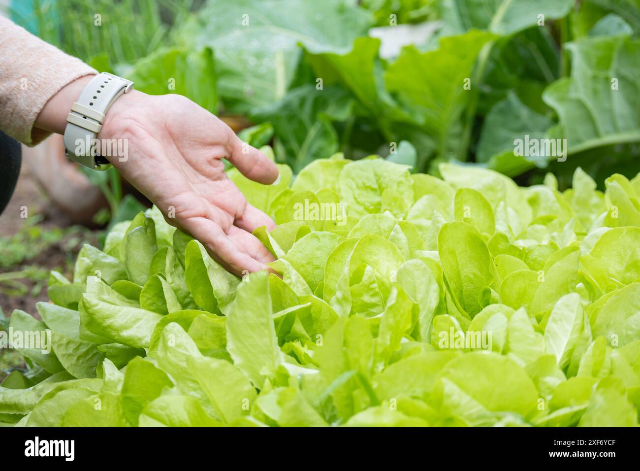 La mano di una donna che controlla la lattuga in giardino. Le lattughe sono luminose e di colore chiaro. Foto Stock