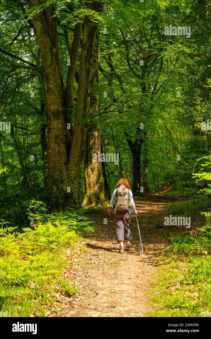 Sentiero boschivo nei boschi vicino al fiume Teign vicino al ponte Steps, Dunsford, Devon. Foto Stock