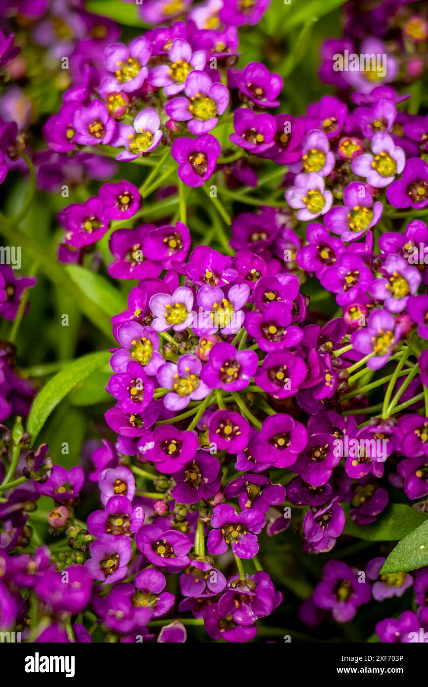 USA, Colorado, Fort Collins. Verbena fiori da vicino. ©Fred Lord / Jaynes Gallery / DanitaDelimont.com Foto Stock