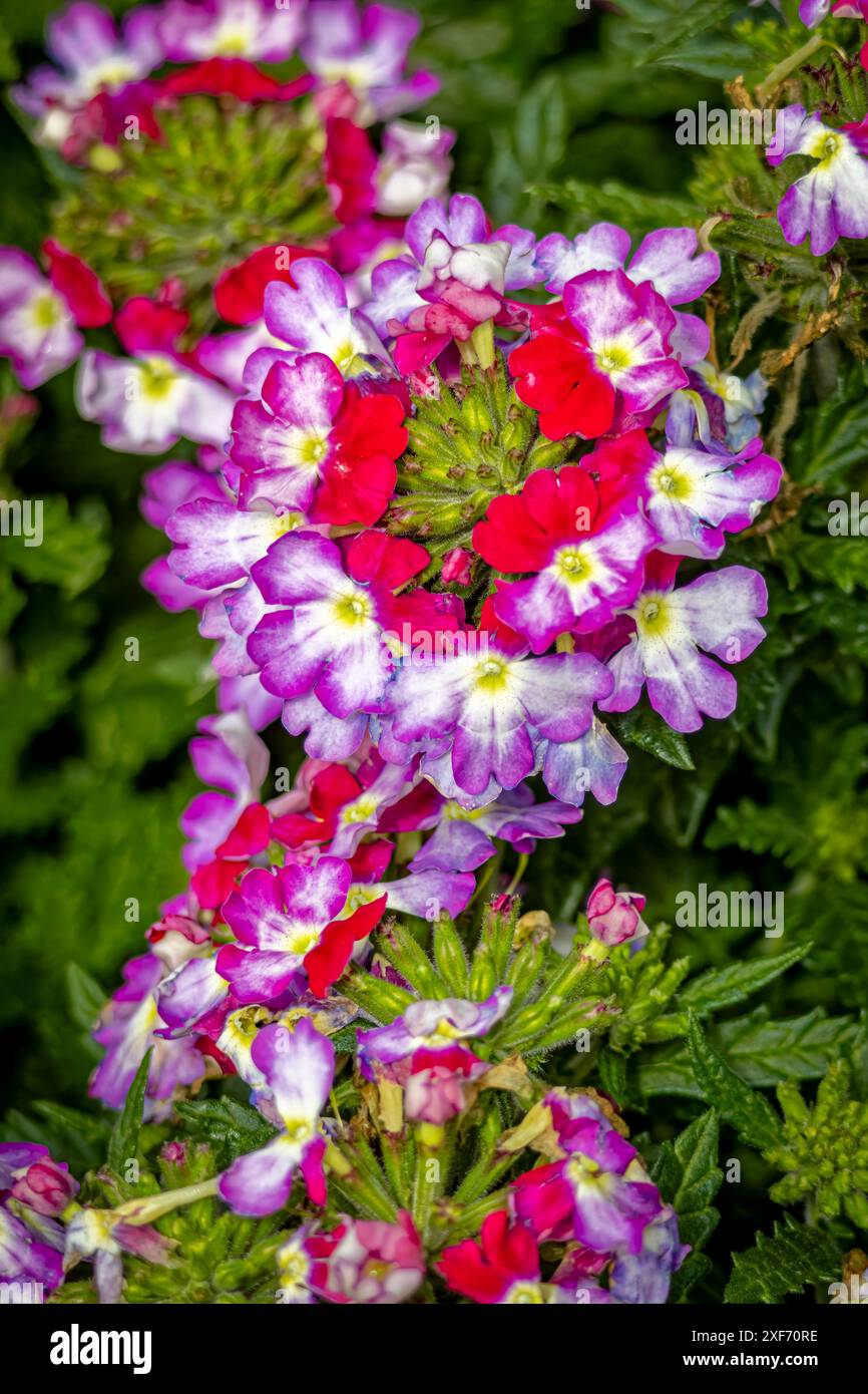 USA, Colorado, Fort Collins. Verbena fiori da vicino. ©Fred Lord / Jaynes Gallery / DanitaDelimont.com Foto Stock