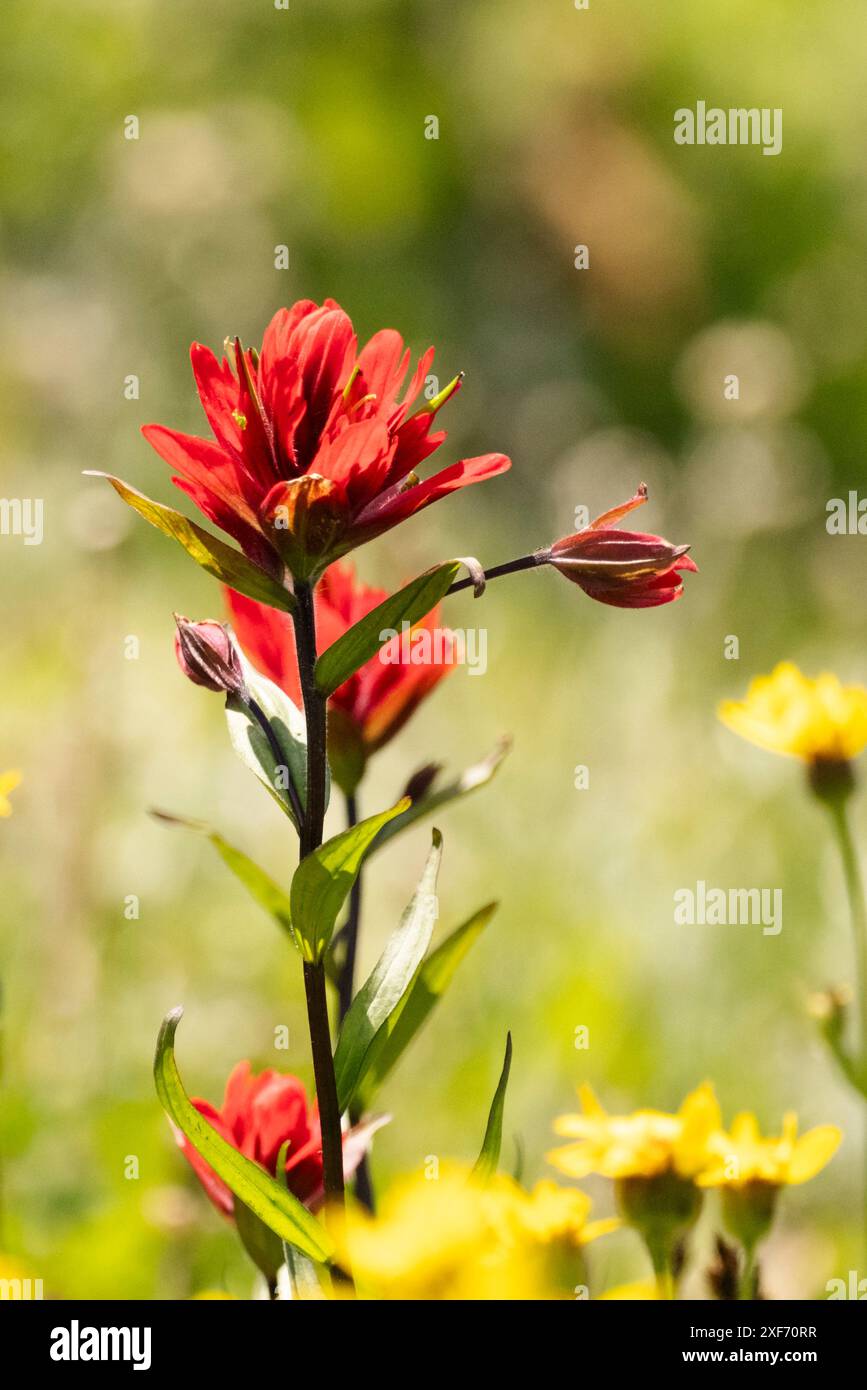 Alstroemeria. Foto Stock