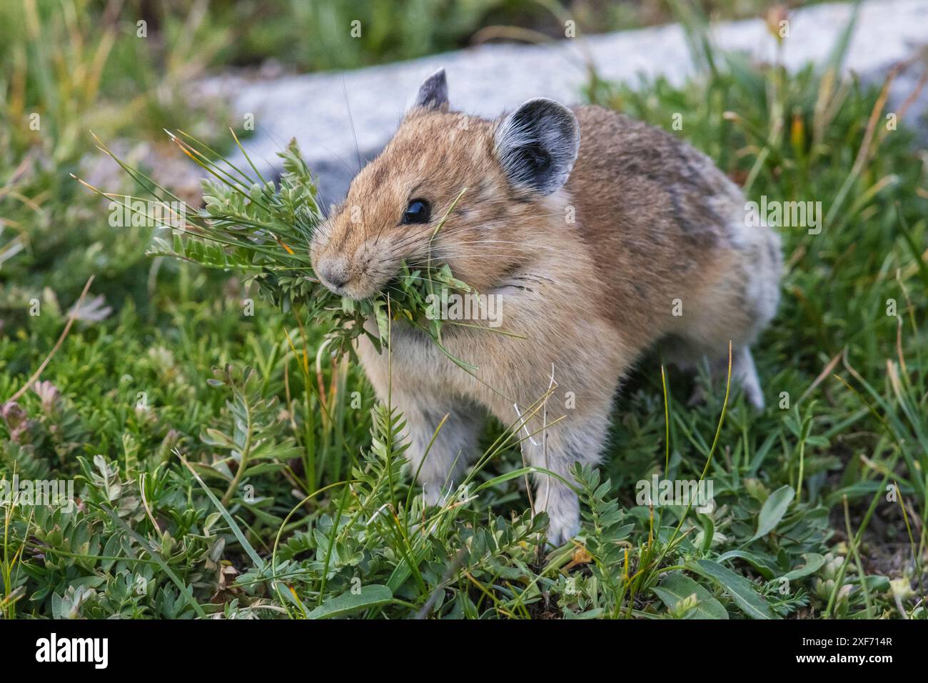 Pika, che raccoglie cibo per il suo mucchio di fieno invernale, Colorado, USA. Foto Stock