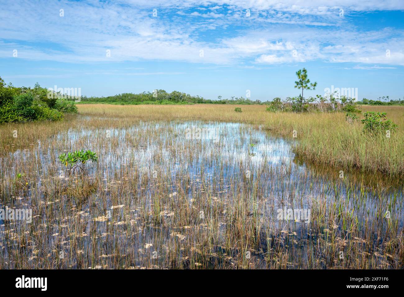 Stati Uniti, Florida. Parco nazionale delle Everglades, palude Foto Stock