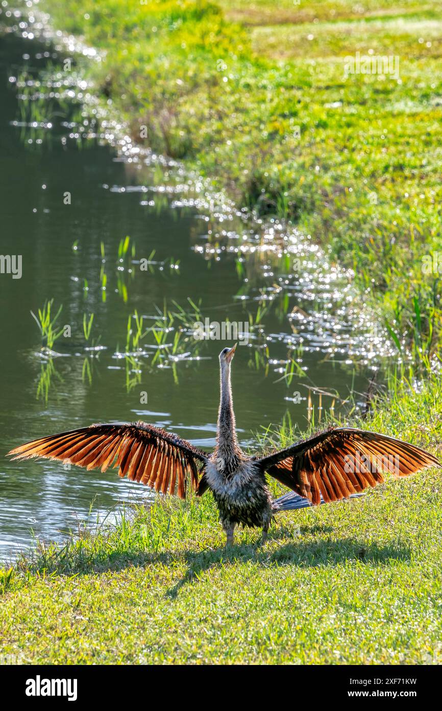 Anhinga asciugando le sue ali Foto Stock