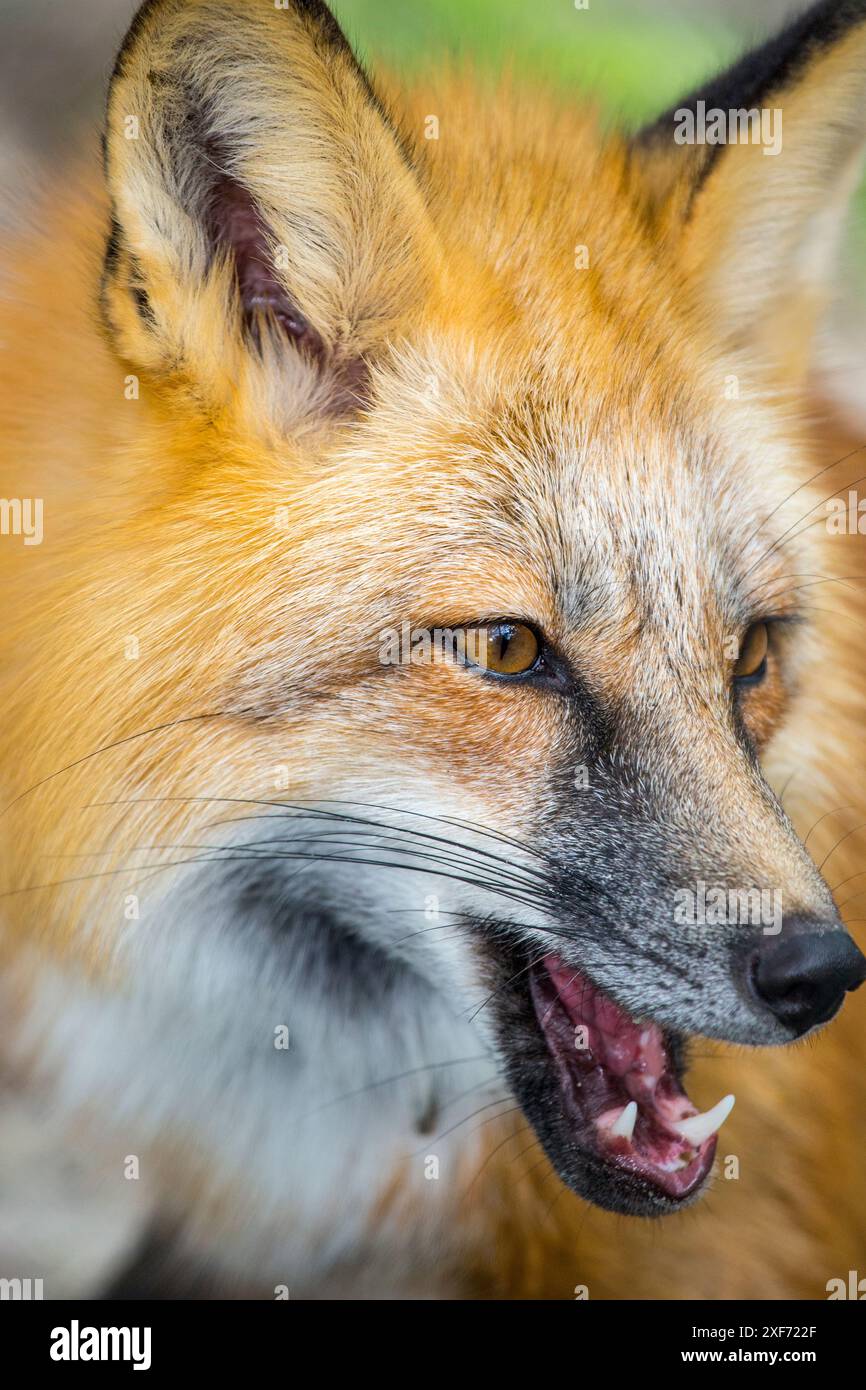 Un ritratto di una volpe rossa mostra i suoi tre principali organi sensoriali, orecchie, occhi e naso. Foto Stock