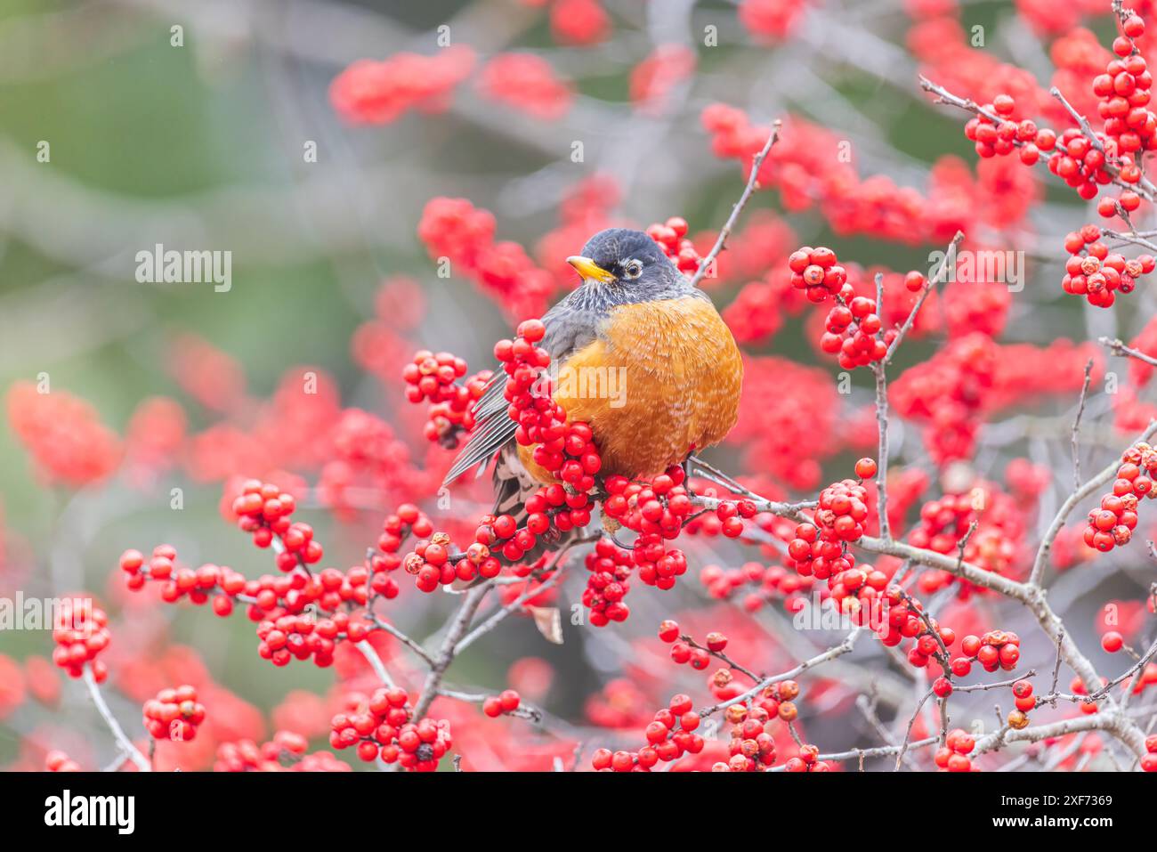 robin americano nel Bush di winterberry, Marion County, Illinois Foto Stock