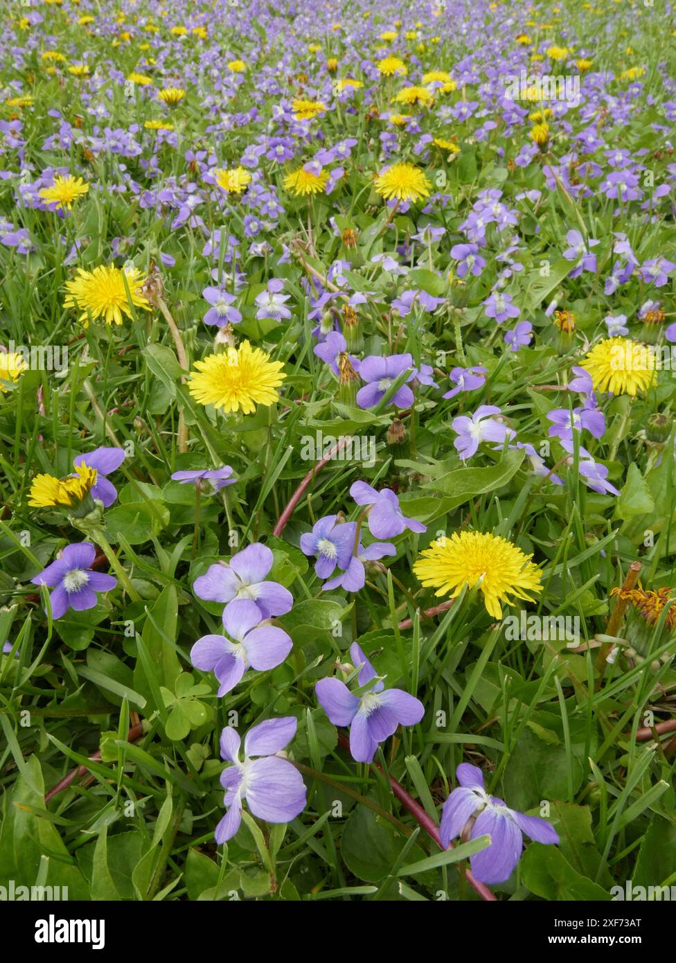 Leoni e violette in fiore, primavera, Kentucky occidentale Foto Stock