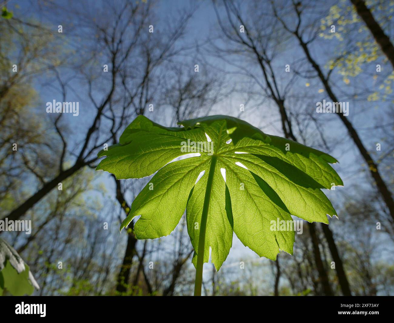 Mayapple LEAF, inizio primavera, John James Audubon State Park, Kentucky occidentale Foto Stock