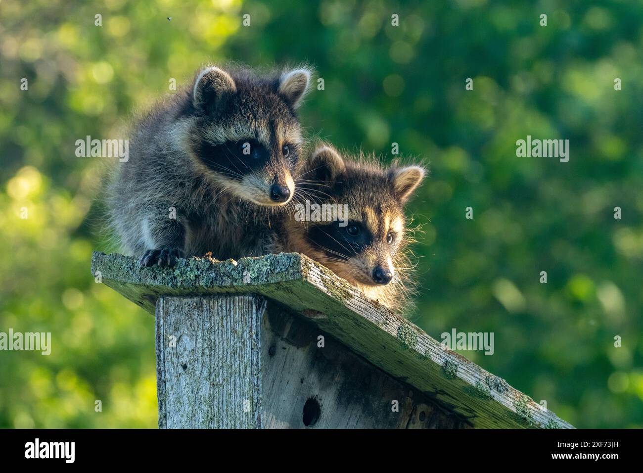 Stati Uniti, Minnesota. Giovani procioni in cattività sull'alimentatore per uccelli. Foto Stock