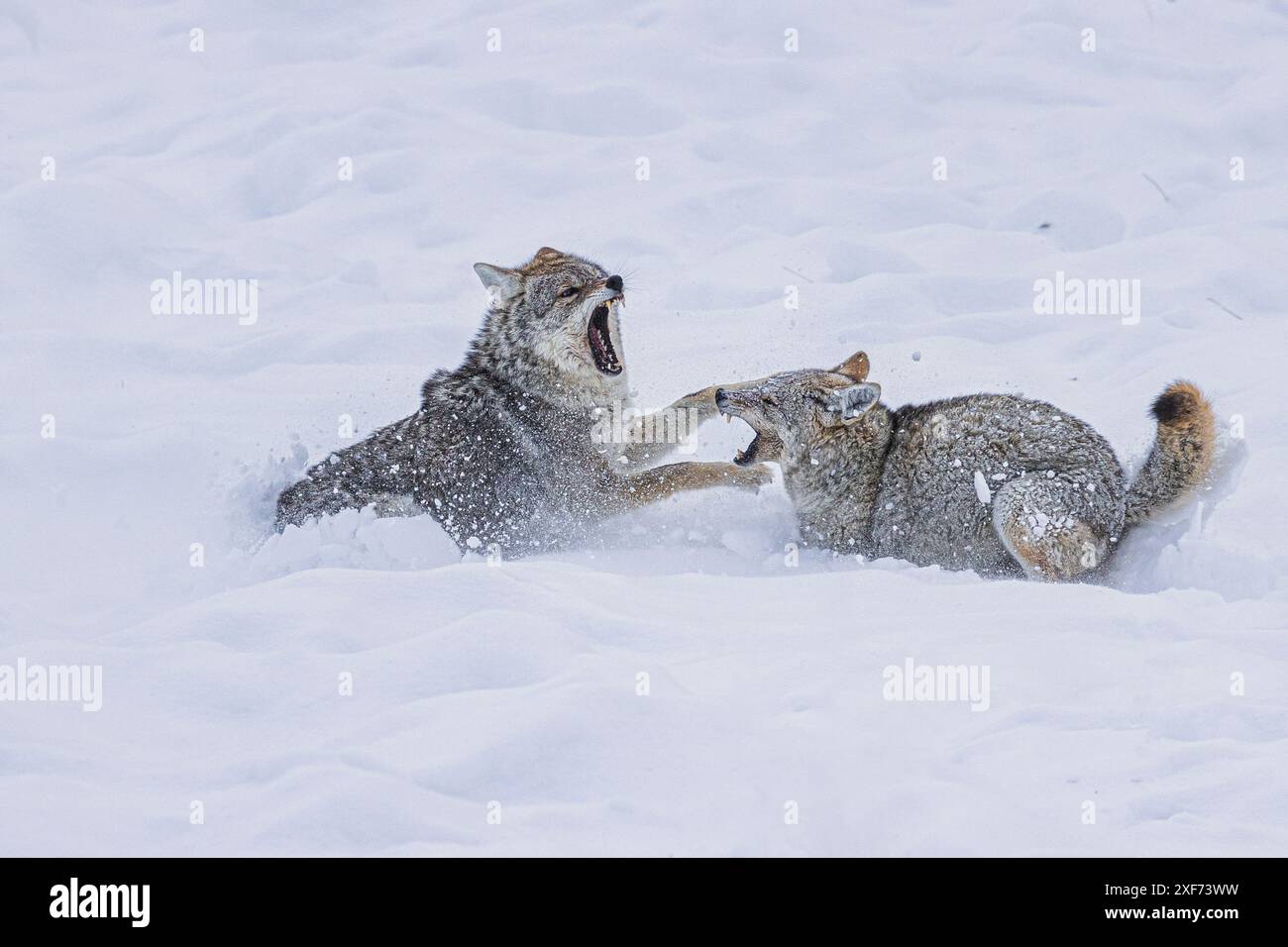 Coyote durante una tempesta di neve nel parco nazionale di Yellowstone Foto Stock