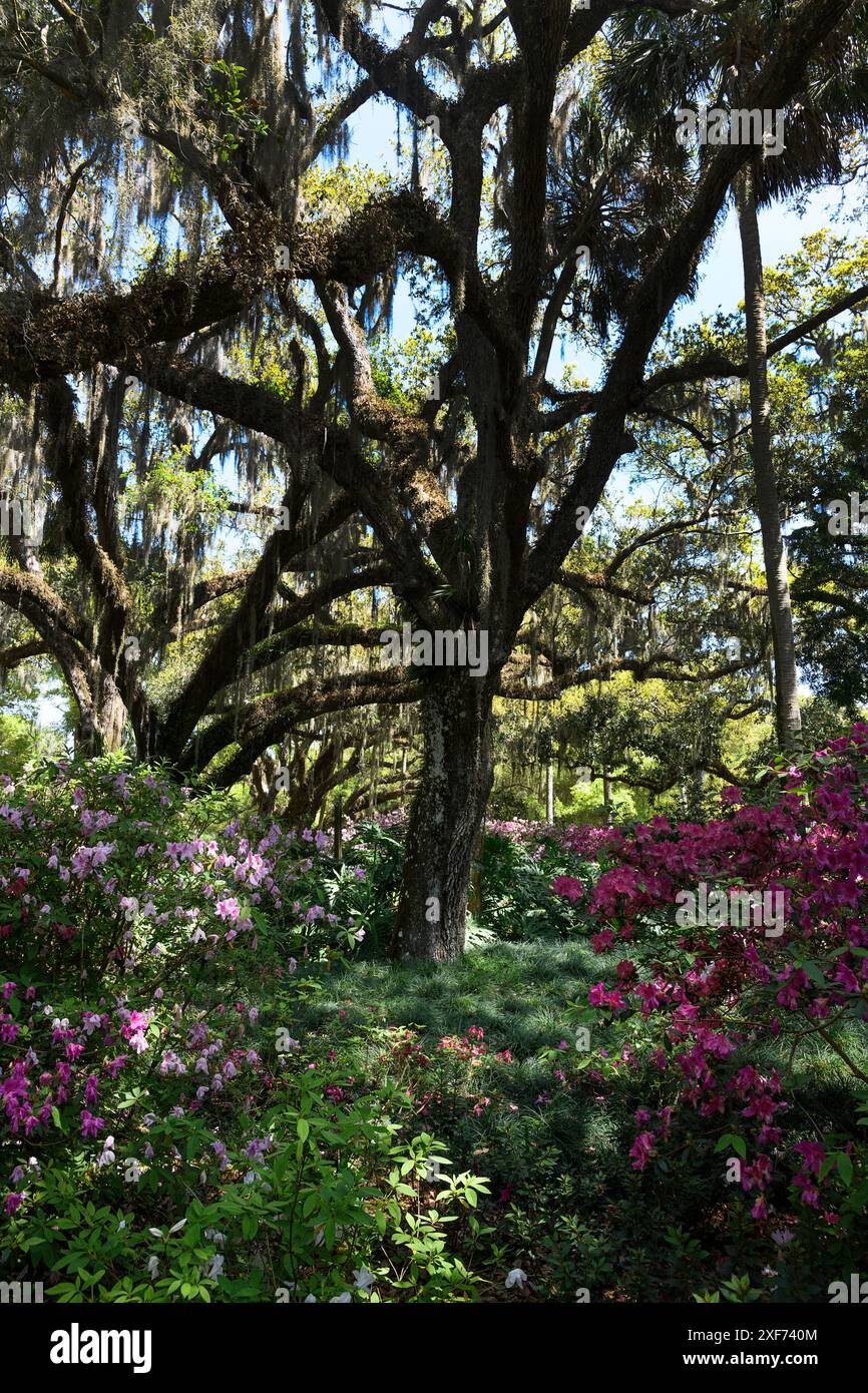 Alberi con Azalee Foto Stock