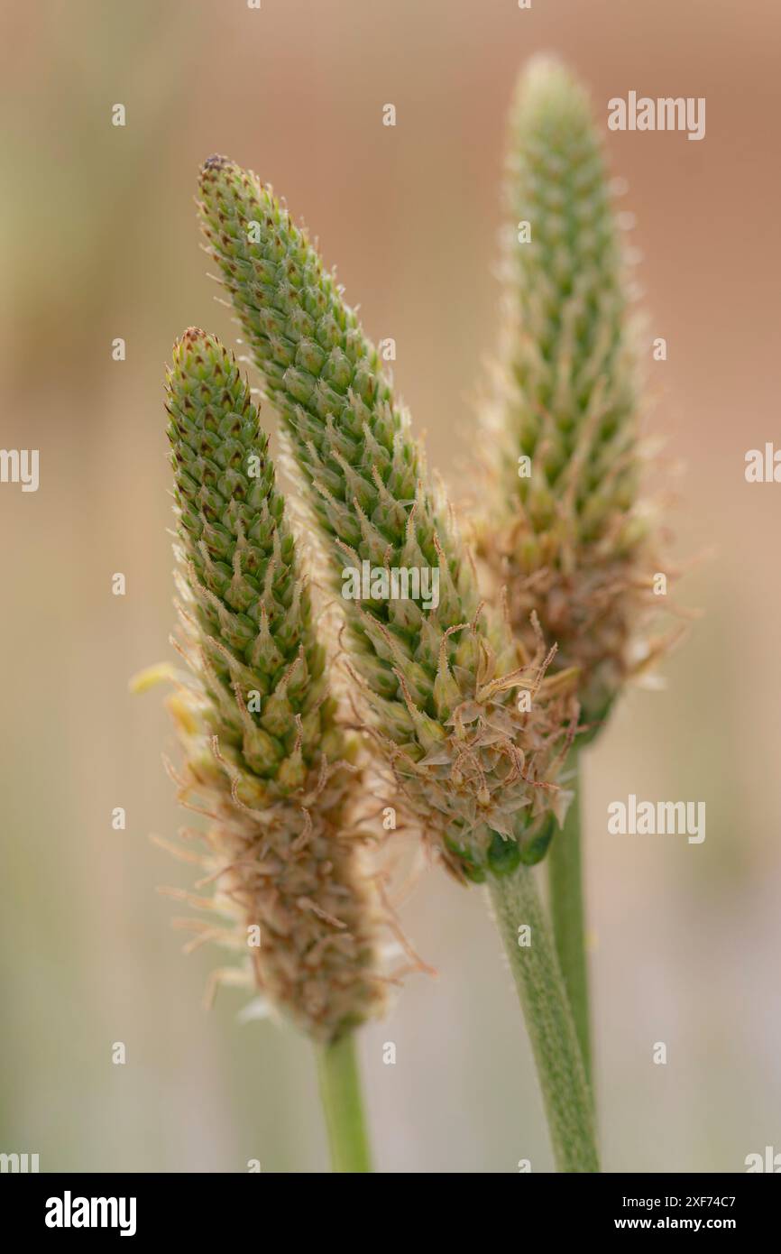 Bucce di piantana a foglie strette, Plantago lanceolata, New Mexico Foto Stock