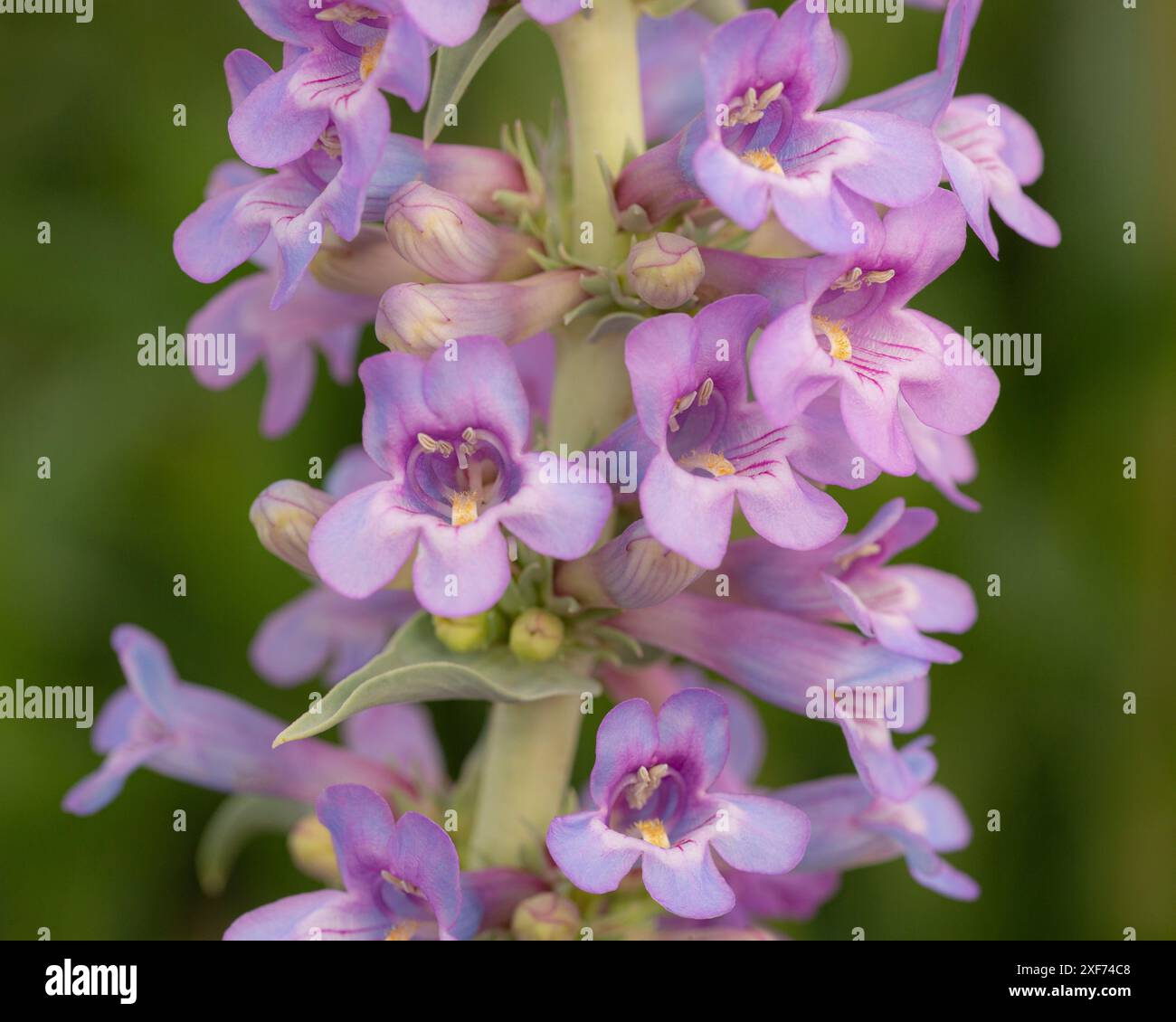 Lingua barba a foglie strette, penstemon balenato, lingua barbiera balenata, Penstemon angustifolius, pianta nativa del New Mexico Foto Stock