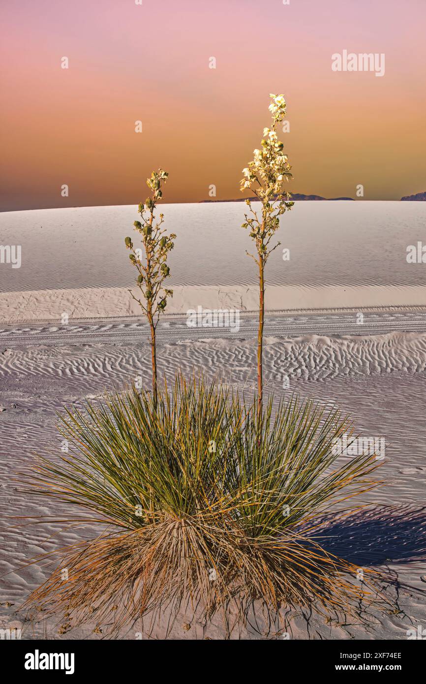 White Sands National Park Foto Stock
