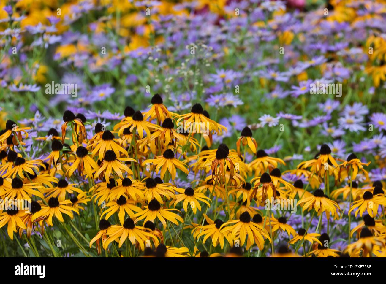 USA, Oregon, Tualatin. Giardino con fiori Susan dagli occhi scuri gialli con piccole margherite blu Foto Stock