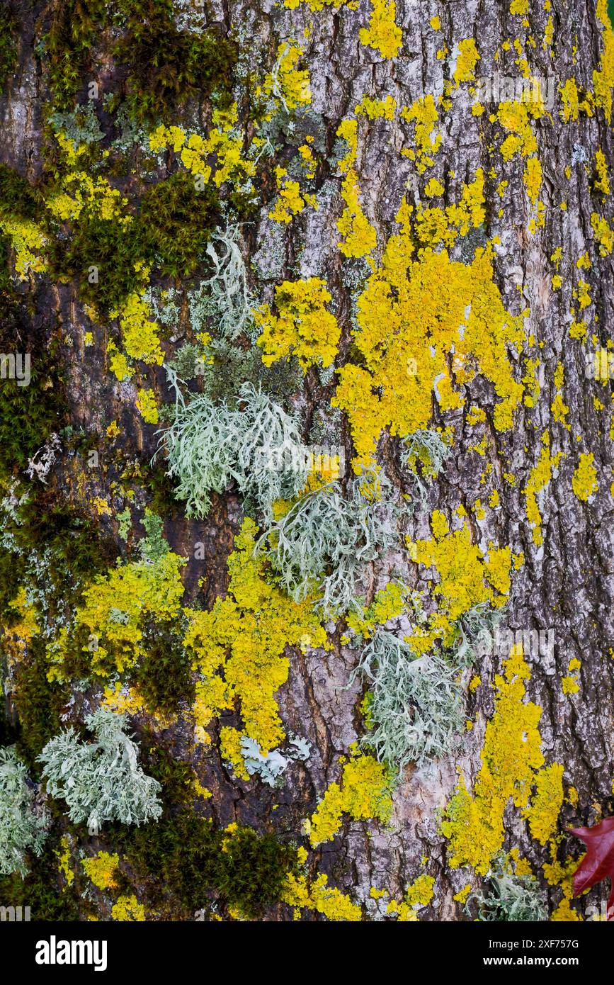 Stati Uniti, Oregon. Lichene giallo sulla corteccia degli alberi Foto Stock