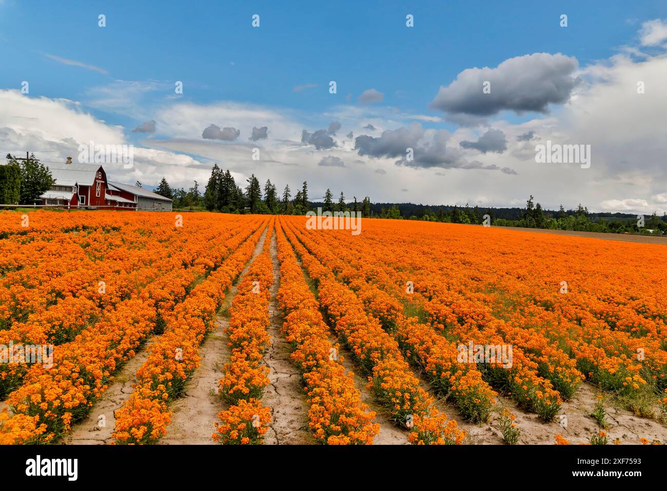 USA, Oregon, Silverton. Campo di fiori di parrucchiere d'arancia coltivato in file per semi Foto Stock