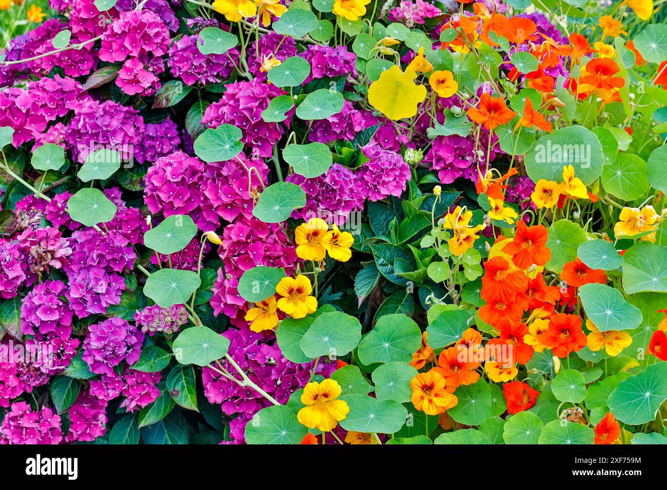 USA, Oregon, Cannon Beach. Giardino con verbena e nasturzi Foto Stock
