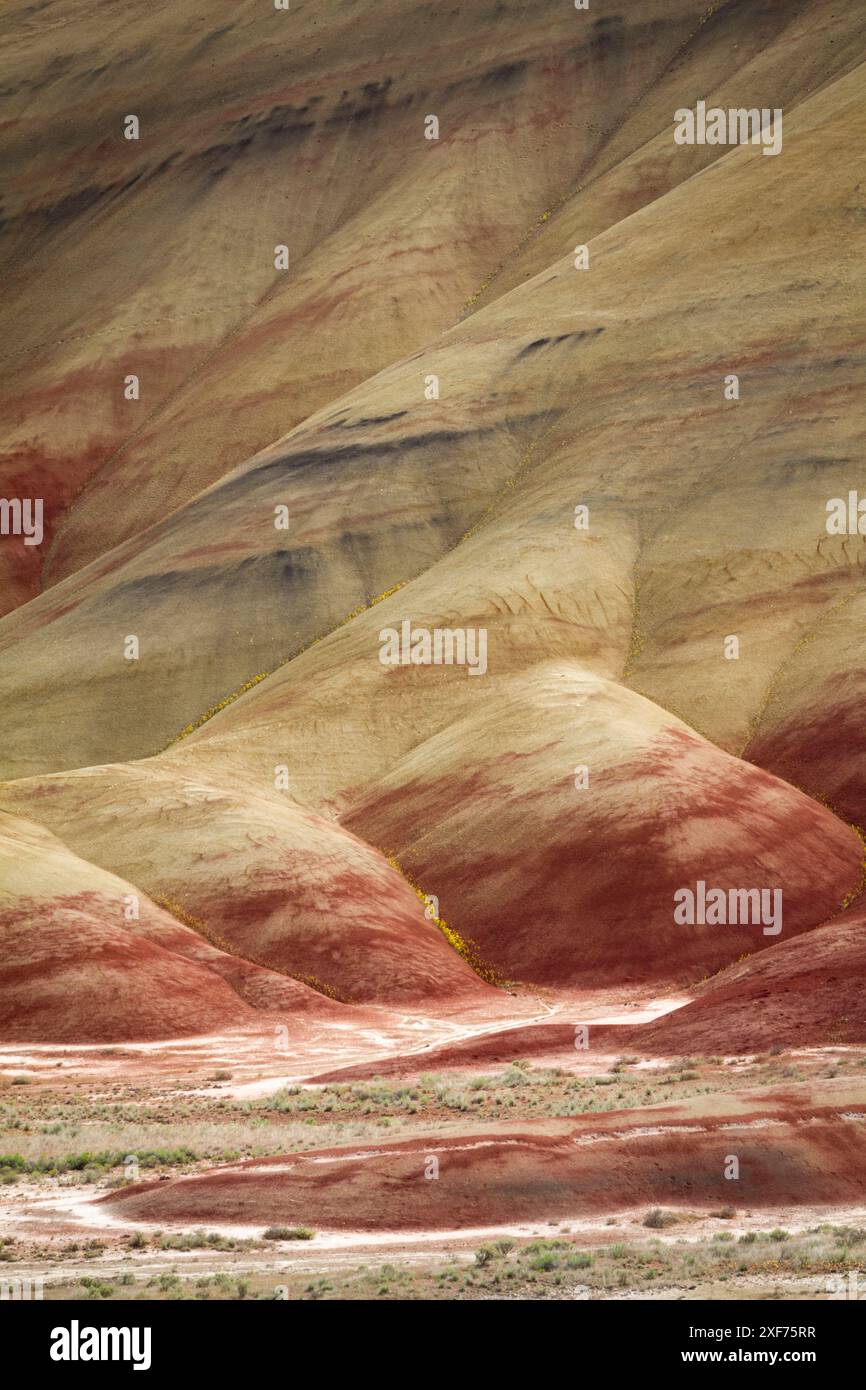 USA, Oregon, monumento nazionale John Day Fossil Beds. Strati multicolori nell'unità Painted Hills con pianta d'ape dorata e chaenactis. Foto Stock