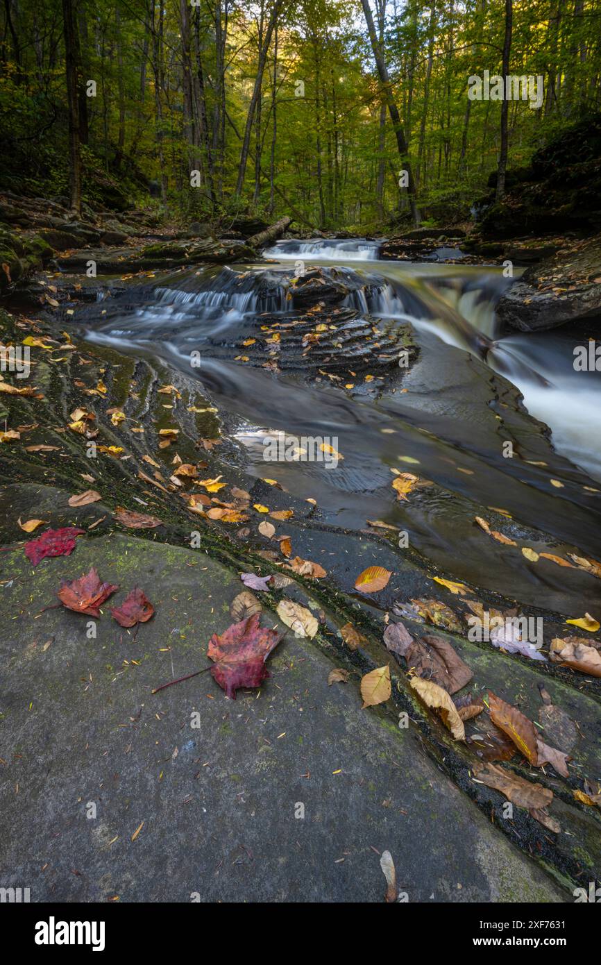 Stati Uniti, Pennsylvania. Ricketts Glen State Park, Fallen Leaves e creek. Foto Stock