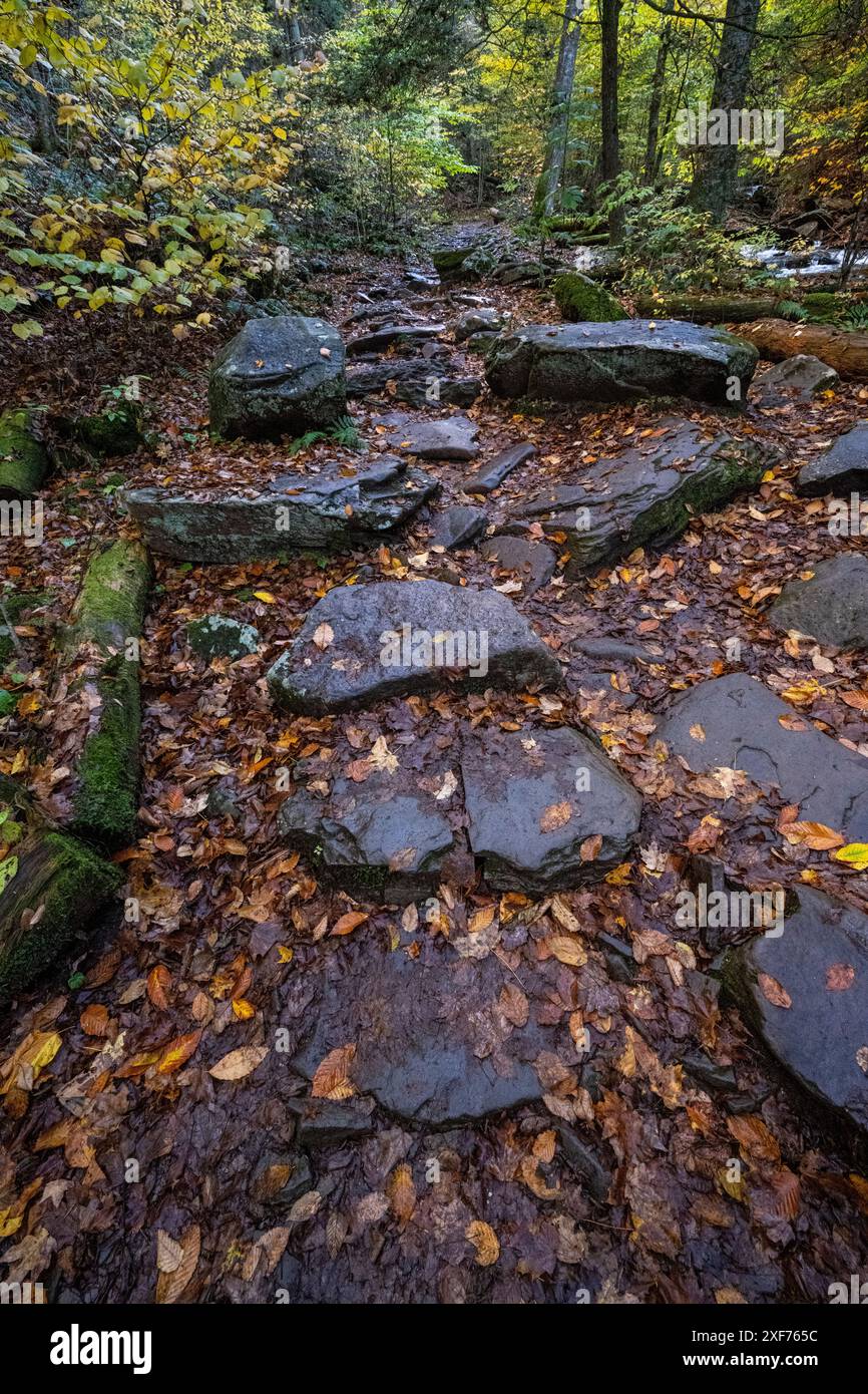 Stati Uniti, Pennsylvania. Ricketts Glen State Park, Fallen parte lungo il sentiero. Foto Stock