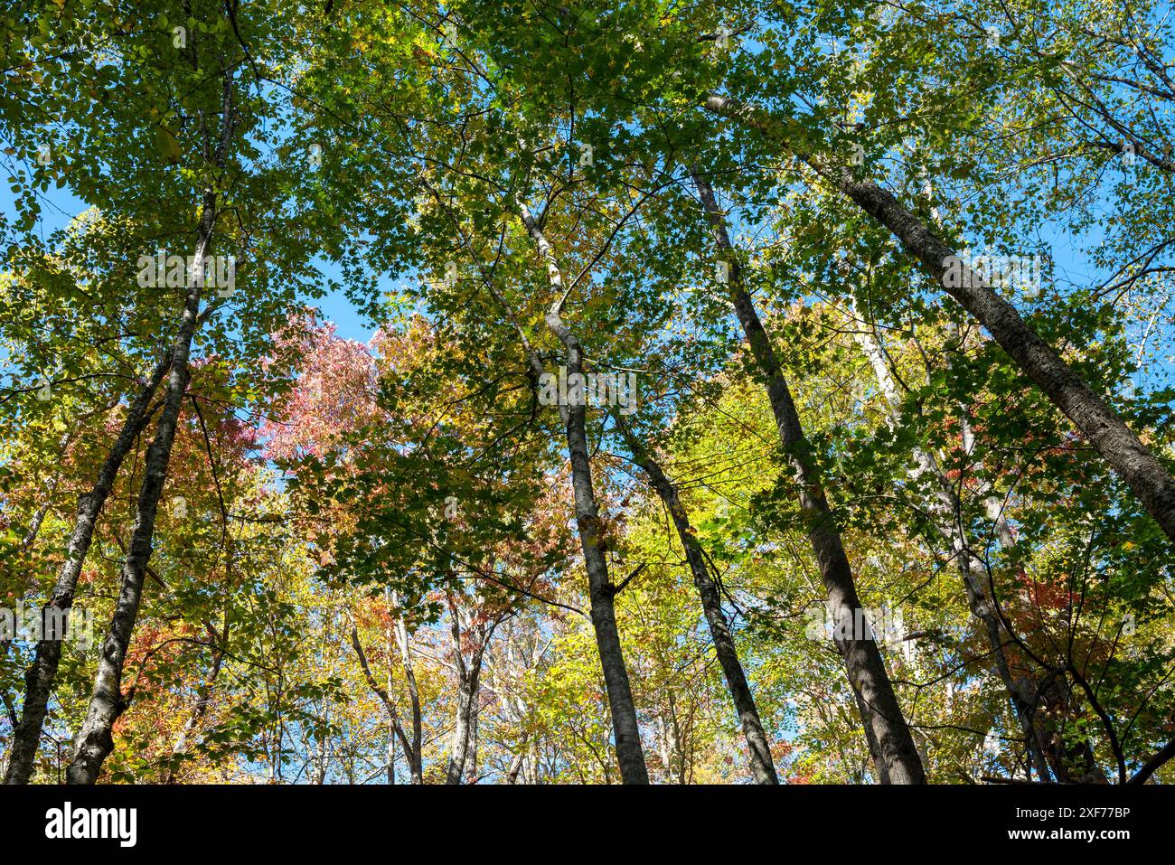 USA, Tennessee. I colori autunnali delle Great Smoky Mountains. Foto Stock