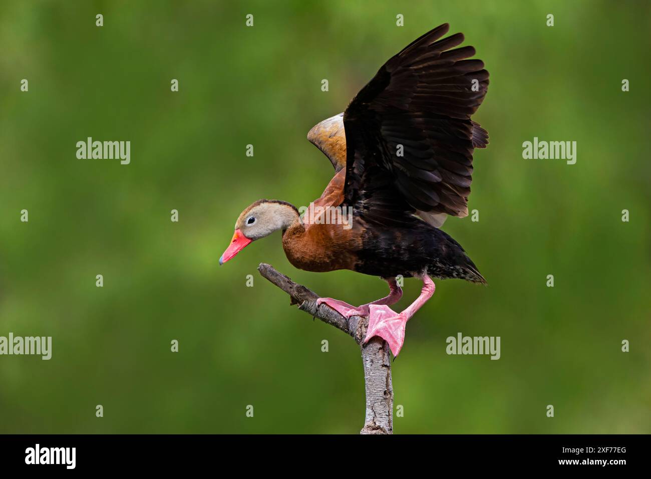 Atterraggio di anatra fischiante con pancia nera Foto Stock