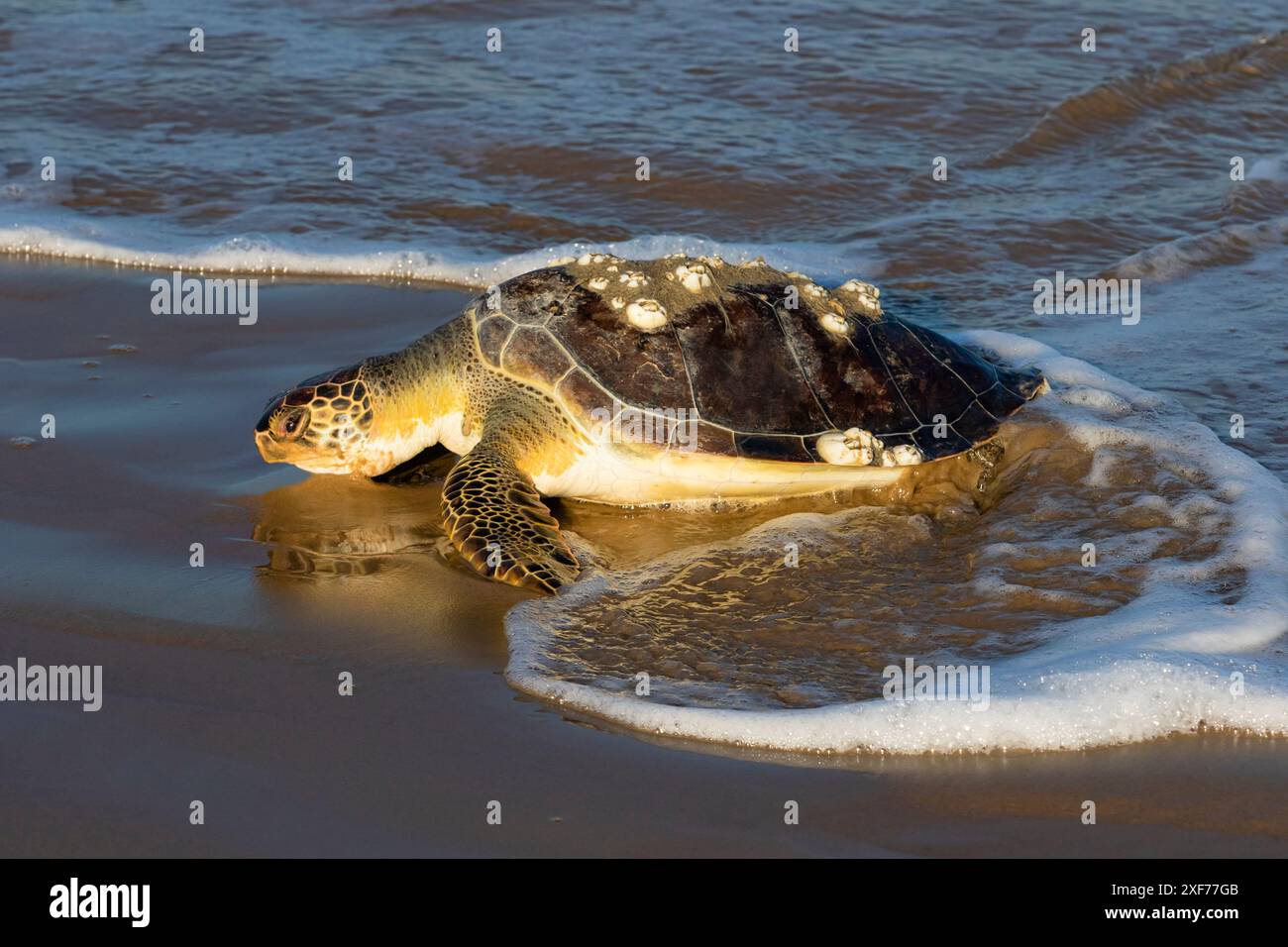 Tartaruga Verde sulla spiaggia Foto Stock