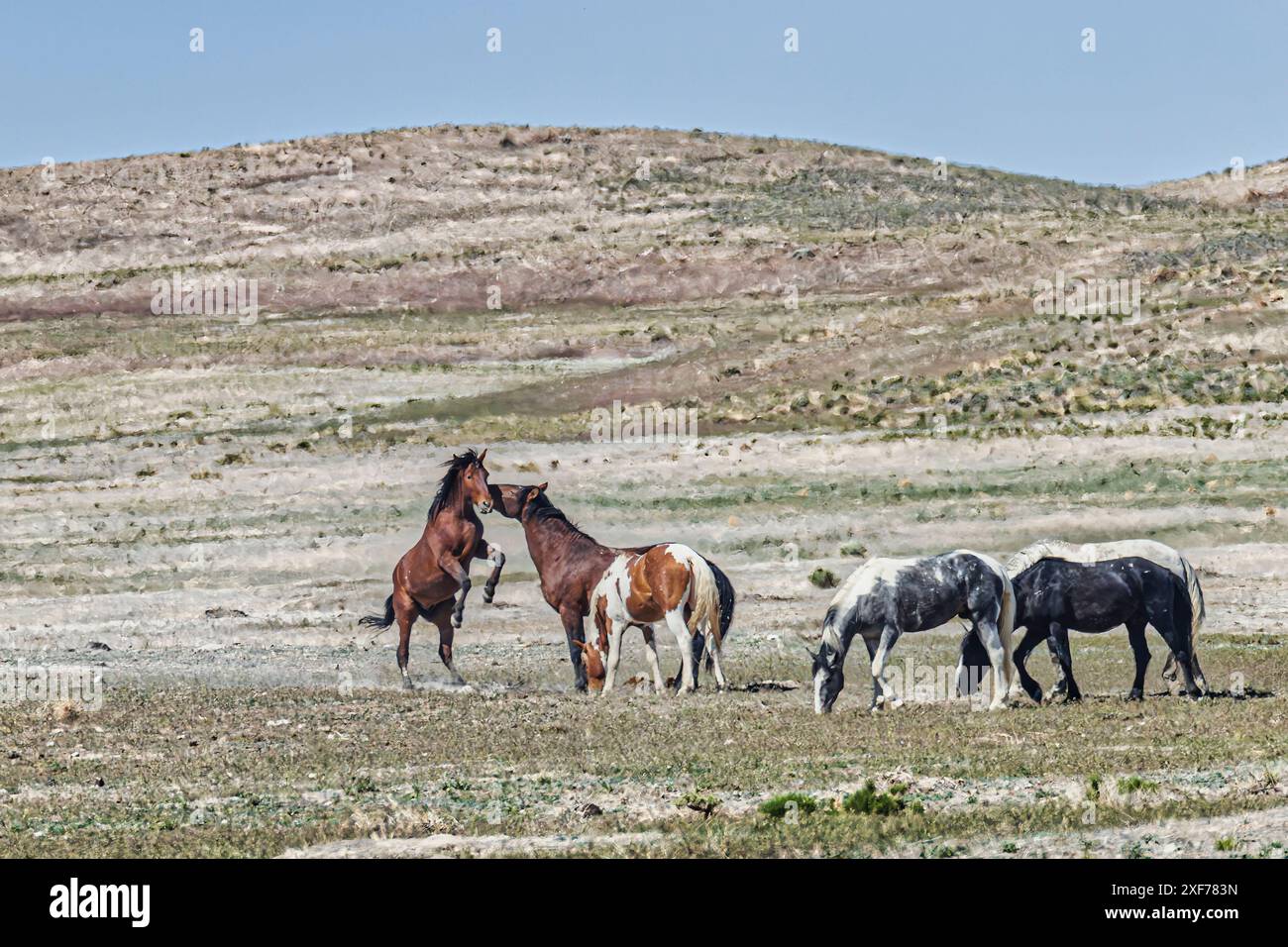 Cavalli selvaggi nel deserto occidentale dello Utah Foto Stock