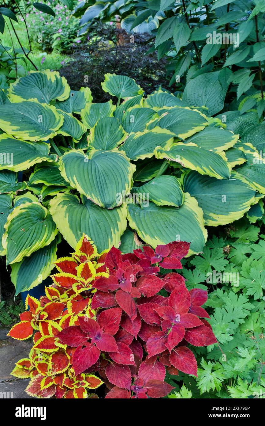Stati Uniti, Stato di Washington, Sammamish. Giardino con hosta e coleus, rosso, marrone Foto Stock