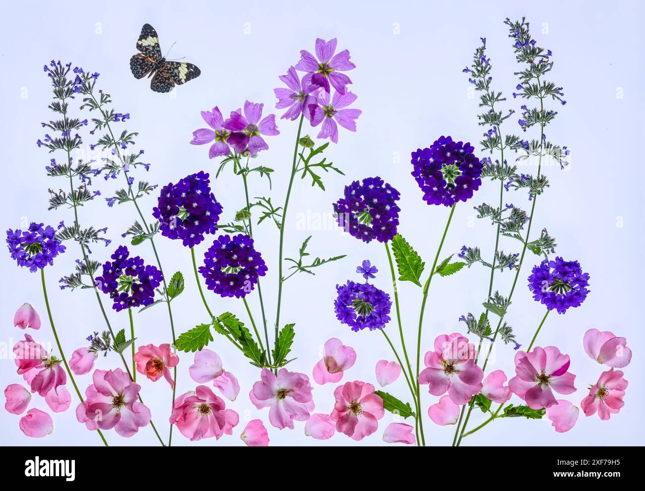 Stati Uniti, Stato di Washington, Sammamish. Fiori disposti su un tavolo leggero come disposizione floreale. Foto Stock